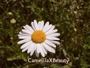 Camellia_XBeauty