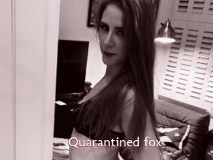 Quarantined_fox